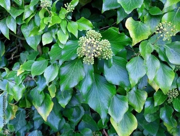 Fototapeta green leaves, background