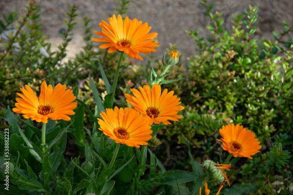 Obraz A group of four orange gerber flowers in the green leafy background
