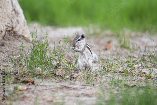 Obraz squirrel eating nut