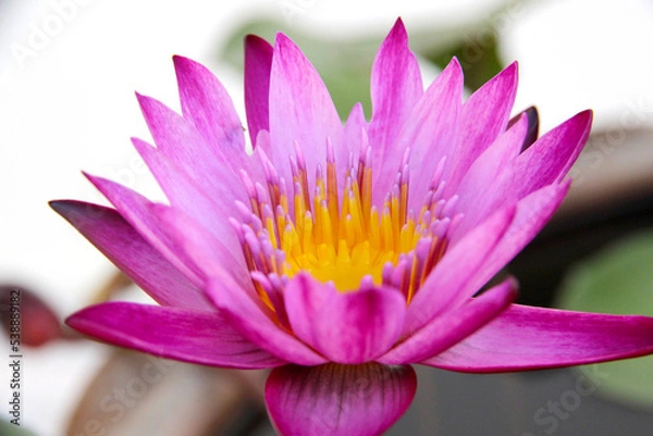Fototapeta Pink or purple lotus in the swamp. It's beautiful and natural.