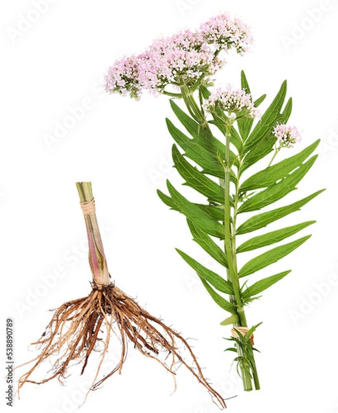 Obraz Valerian plant with root, transparency background
