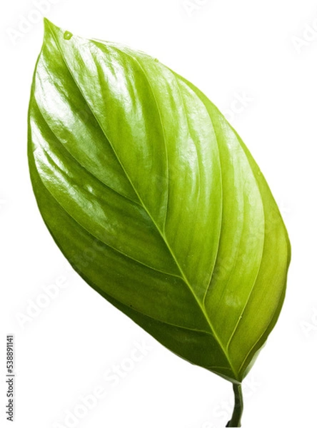 Obraz Hoja verde sin fondo