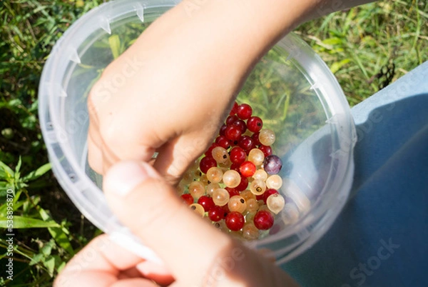 Fototapeta Kid's hands holding plastic container with white and red currant berries