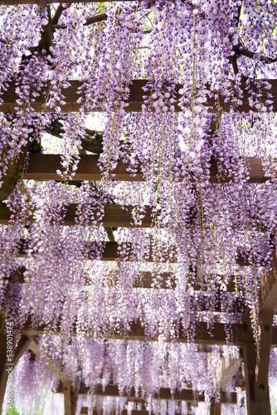 Obraz 初夏の藤棚