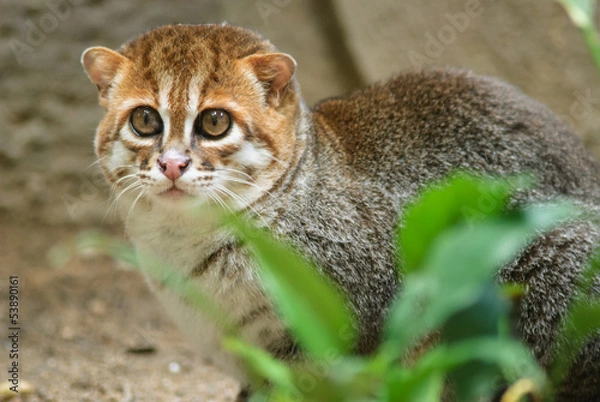 Obraz Flat-headed cat