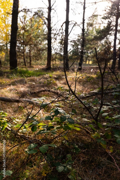 Obraz Pine forest, autumn. Sunset, Magical fairytale forest. Coniferous forest covered of green moss. Mystic atmosphere