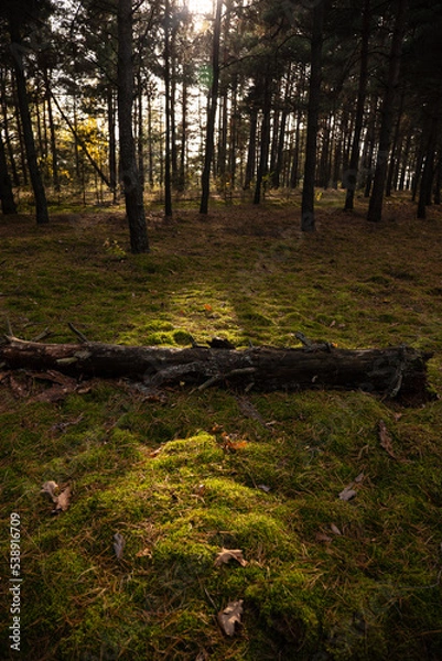 Obraz Pine forest, autumn. Sunset, Magical fairytale forest. Coniferous forest covered of green moss. Mystic atmosphere