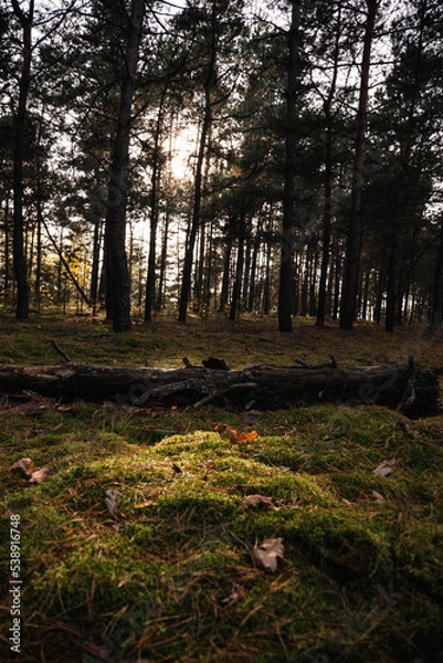 Obraz Pine forest, autumn. Sunset, Magical fairytale forest. Coniferous forest covered of green moss. Mystic atmosphere