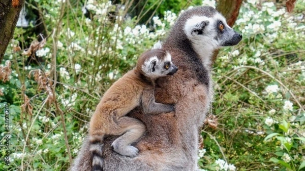 Obraz small lovely lemur