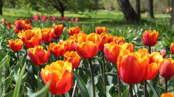 Obraz colorful tulips