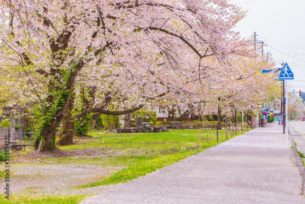 Fototapeta 秋田県　角館武家屋敷　しだれ桜風景
