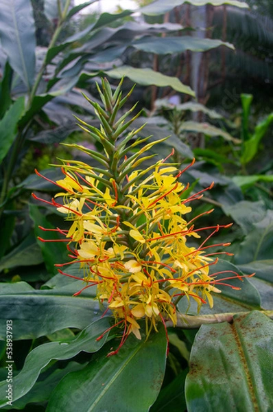 Obraz Rośliny w szklarni