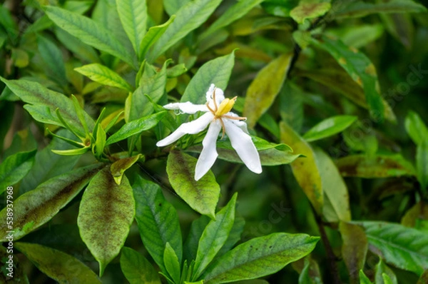 Obraz Kwiat pomarańczy