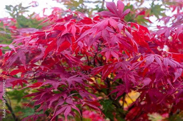 Fototapeta Czerwone liście