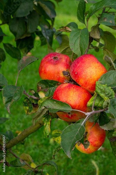 Obraz Jesienne jabłka