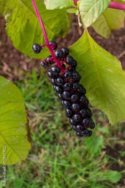 Obraz Trujące jagody