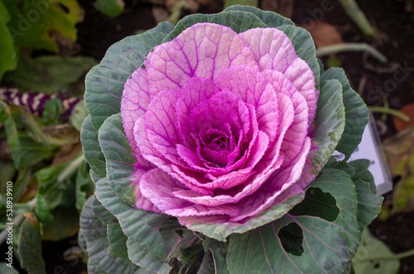 Obraz Ozdobna kapusta