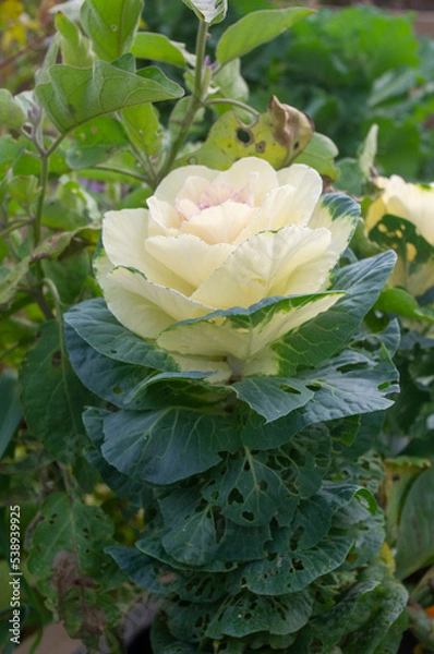 Obraz Ozdobna kapusta