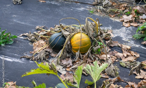 Obraz Dynie w ogrodzie