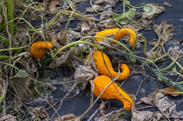 Obraz Dynie w ogrodzie