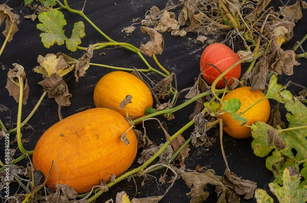 Obraz Dynie w ogrodzie