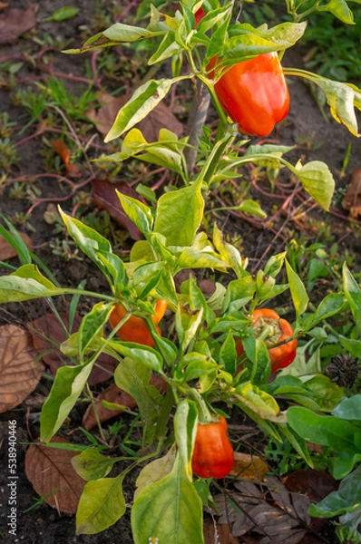 Obraz Ostre papryczki