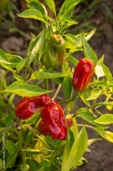 Obraz Ostre papryczki