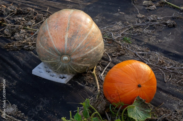 Obraz Dynie w ogrodzie