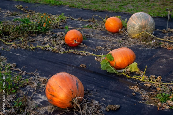 Obraz Dynie w ogrodzie