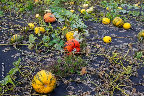 Obraz Dynie w ogrodzie