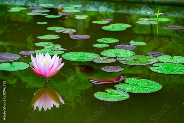 Obraz Seerose im Teich