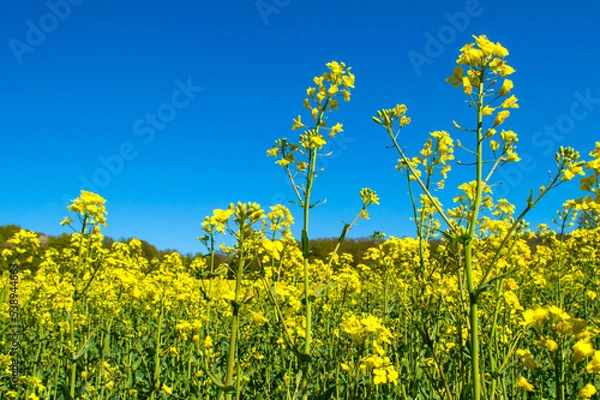 Obraz Raps im Sommer