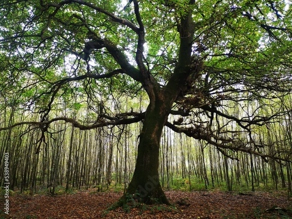 Fototapeta tree in the forest