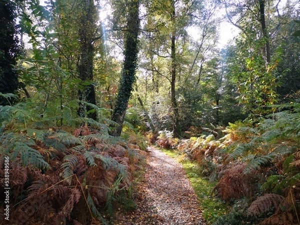 Fototapeta path in the woods