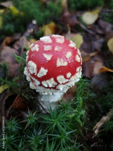 Fototapeta red mushroom in the forest