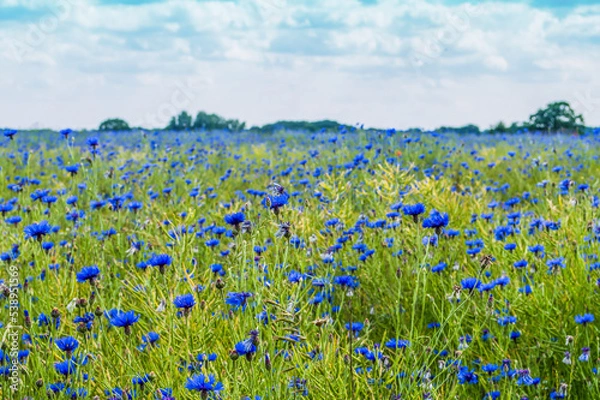 Obraz Kornblumenfeld