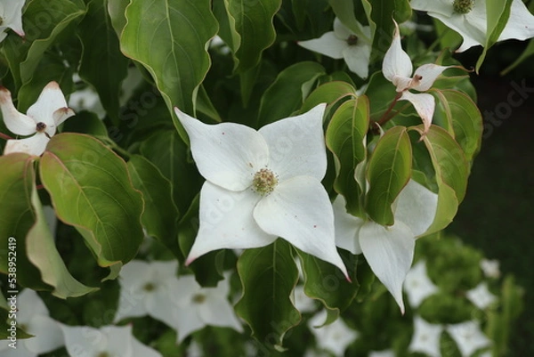 Obraz beautiful flower