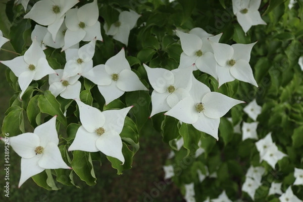 Obraz beautiful flowers