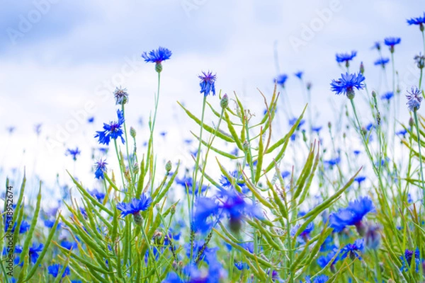 Obraz Blaue Kornblume