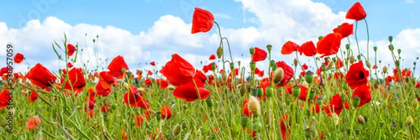 Obraz Mohn in voller Blüte