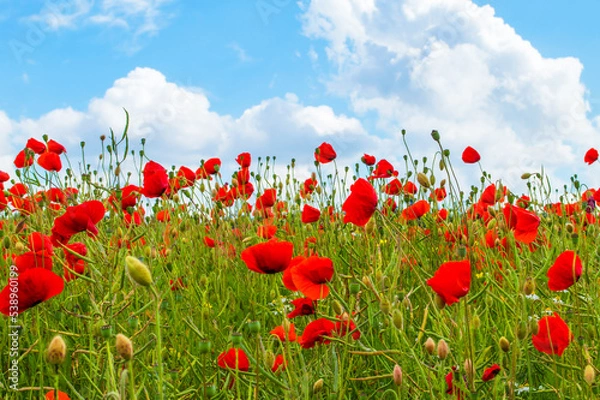 Obraz Mohn auf dem Feld