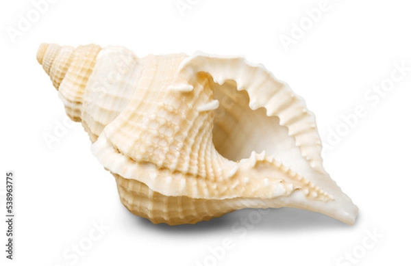 Fototapeta Sea shell  isolated on white background