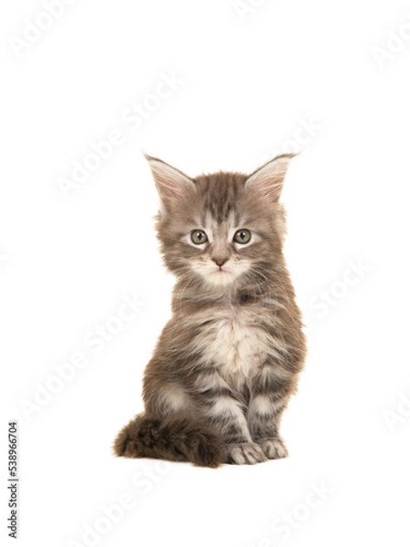 Obraz Cute tabby main coon baby cat sitting and looking at the camera isolated on a white background