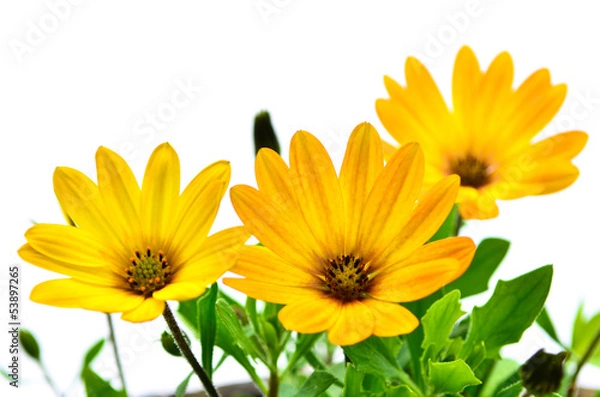 Obraz Yellow flowers on white background