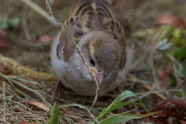 Obraz cute sparrow close up eating