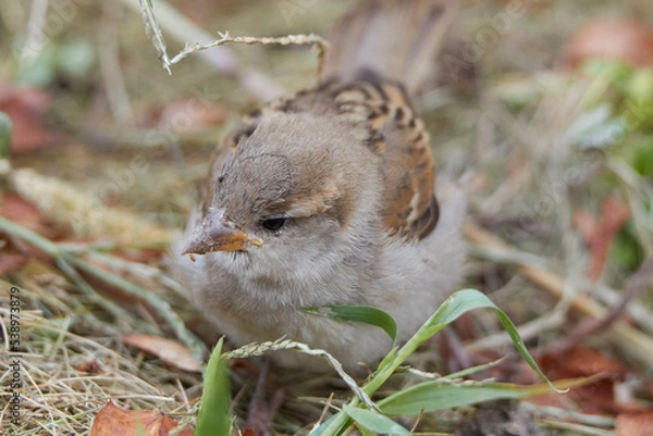 Obraz cute sparrow close up eating