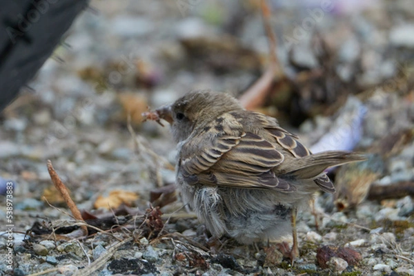 Obraz cute sparrow close up eating