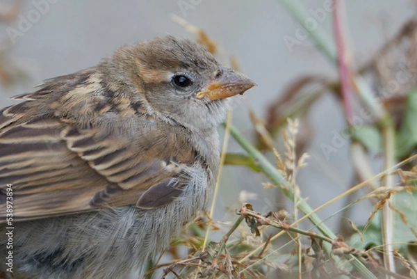 Obraz cute sparrow close up eating