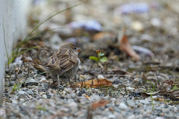 Obraz cute sparrow close up eating