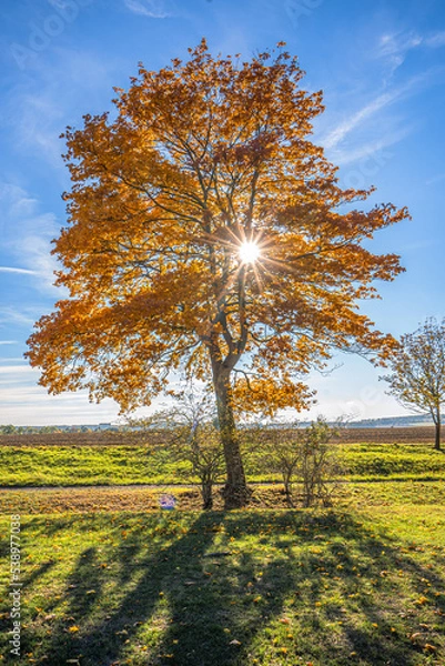 Fototapeta lonely tree
